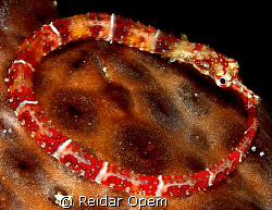 Pipefish by Reidar Opem 